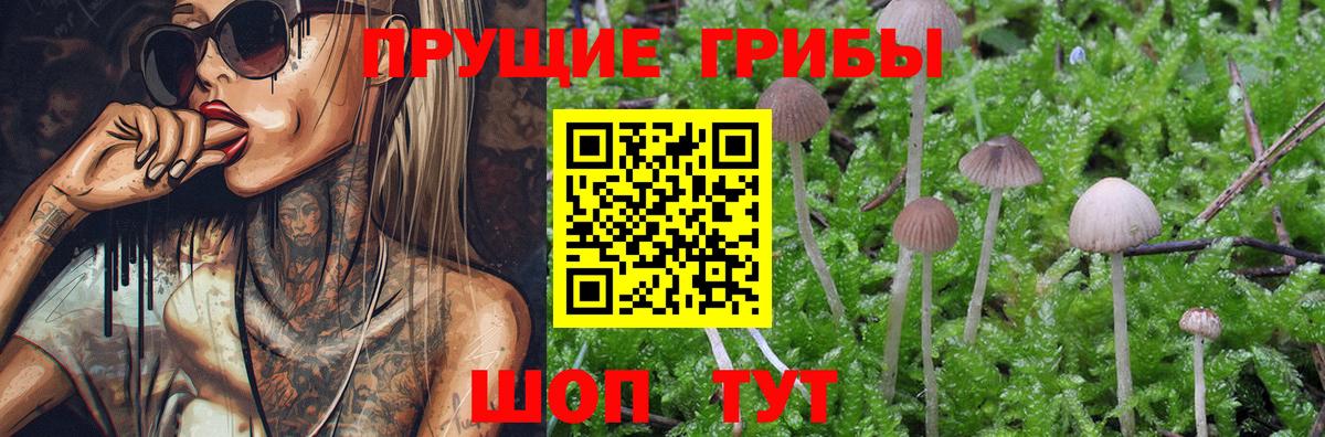Галлюциногенные грибы мицелий Кингисепп